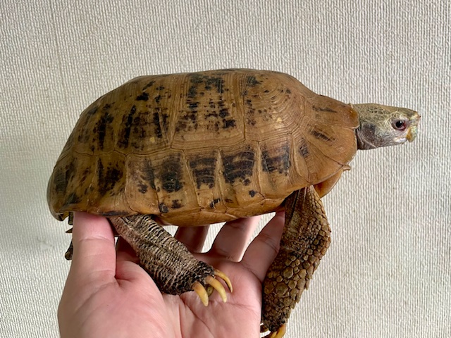 エロンガータリクガメ　アダルトペア