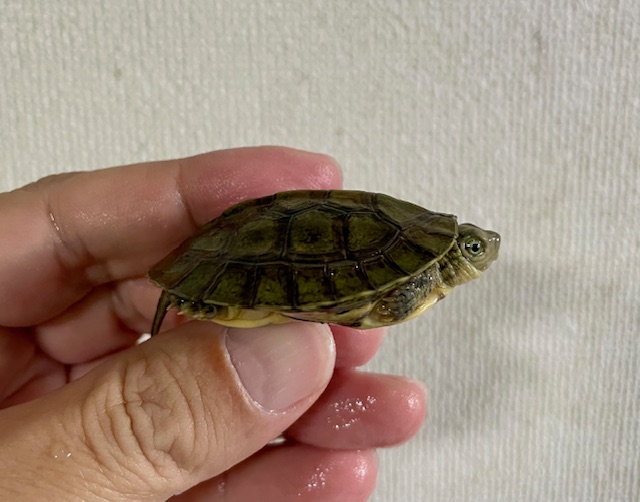 シェンシーハコガメ（甲長４．５ｃｍ）
