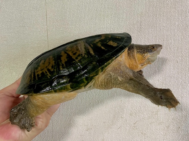 サルヴィンオオニオイガメ　アダルトペア