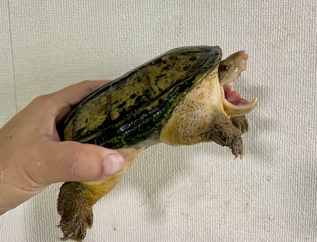 サルヴィンオオニオイガメ　アダルトペア