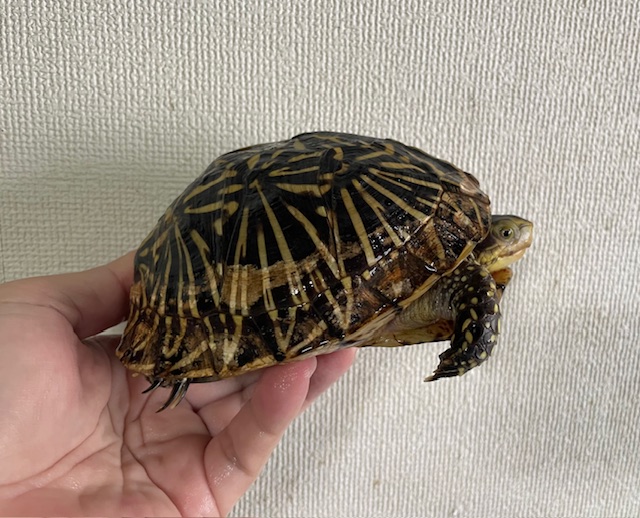 フロリダハコガメ　アダルトペア