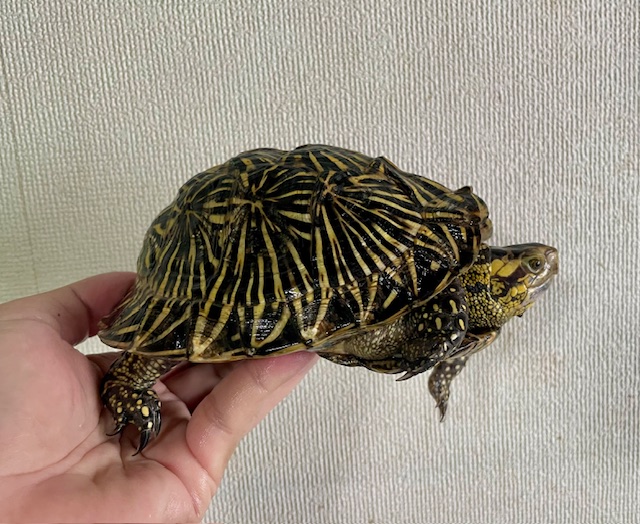 フロリダハコガメ　アダルトペア