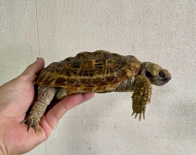 パンケーキガメ アダルトペア