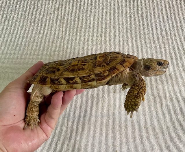 パンケーキガメ アダルトペア