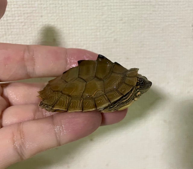アラバマチズガメ（甲長５ｃｍ）tsdメス