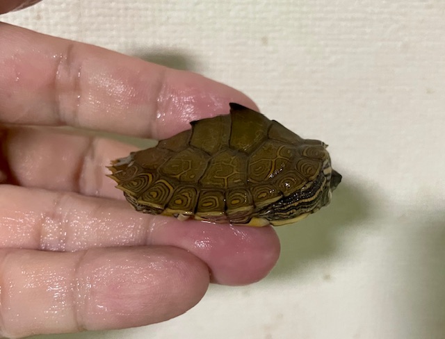アラバマチズガメ（甲長４ｃｍ）tsdオス
