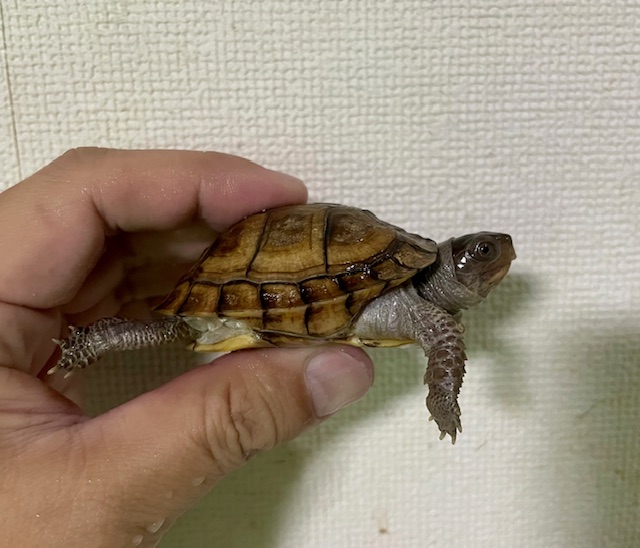 ガルフコーストハコガメ（甲長６．５ｃｍ）