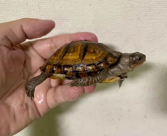 ガルフコーストハコガメ（甲長７．５ｃｍ）多甲