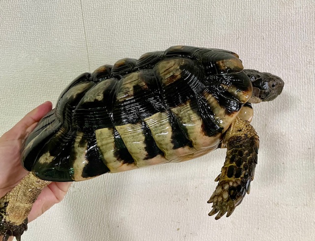 マルギナータ（甲長２５ｃｍ）オス