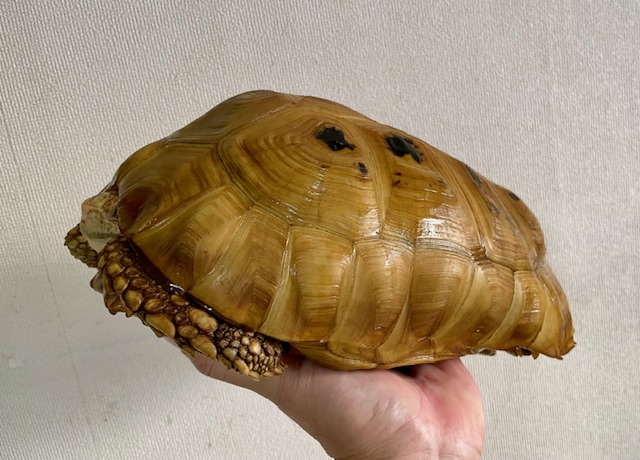 エロンガータリクガメ　アダルトペア