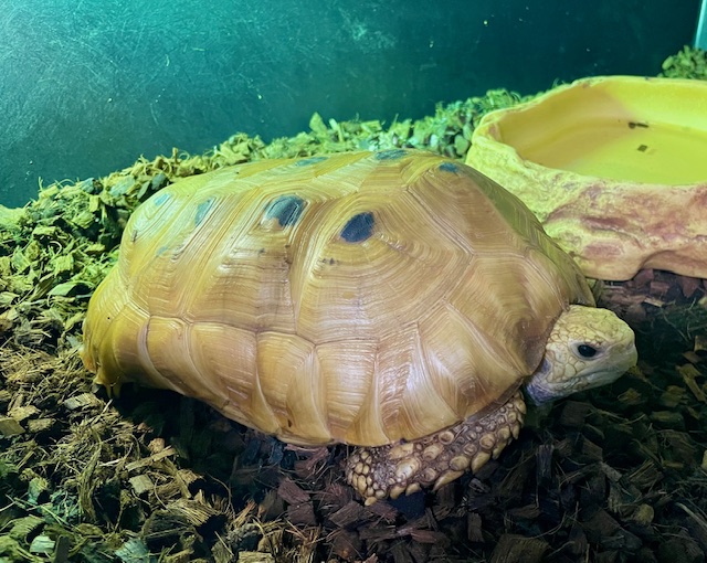 エロンガータリクガメ　アダルトペア