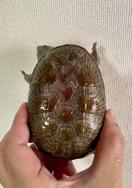 ハラガケガメ(甲長11cm)メス 多甲個体
