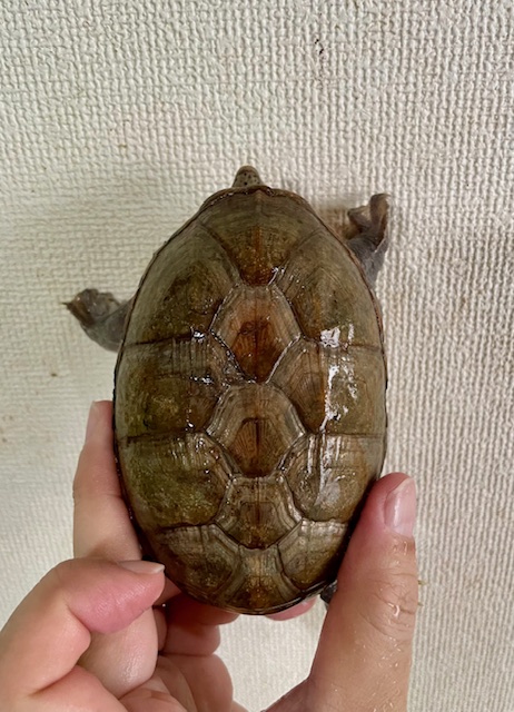 ハラガケガメ(甲長11cm)メス