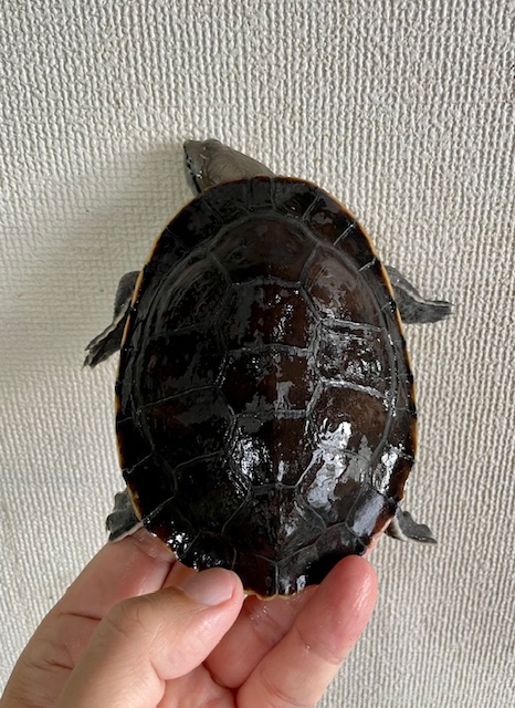 ヒラリーカエルガメ(甲長12cm)