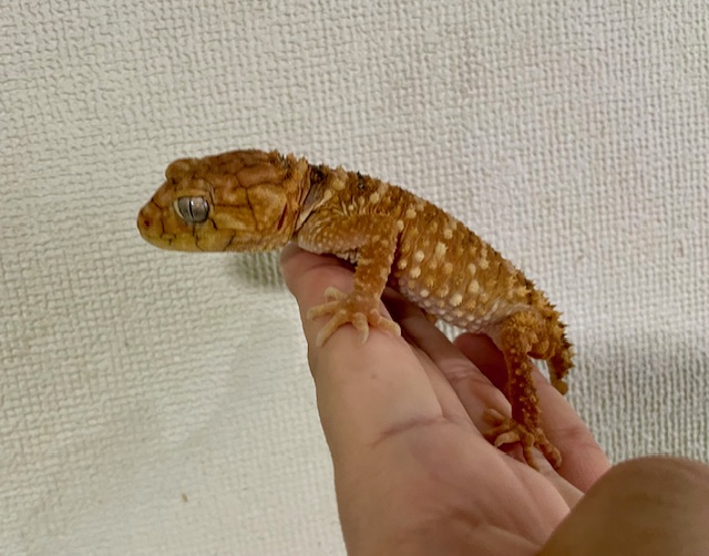 オニタマオヤモリ ヤング オス