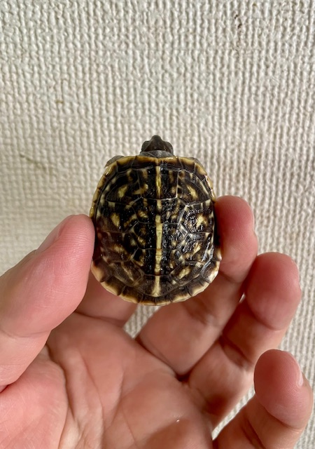 キタニシキハコガメ(甲長4cm)