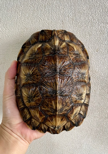 モリイシガメイエロー(甲長18cm)メス