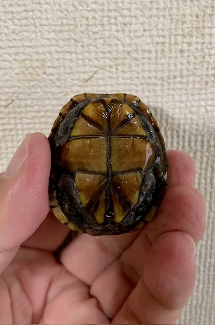 ミスジドロガメ（甲長４．５ｃｍ）