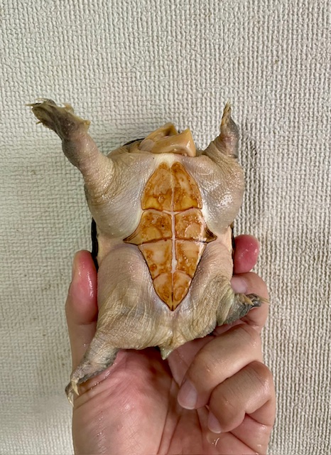 ハラガケガメ（甲長１１ｃｍ）メス　多甲個体
