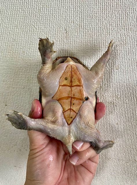 ハラガケガメ（甲長１１ｃｍ）メス