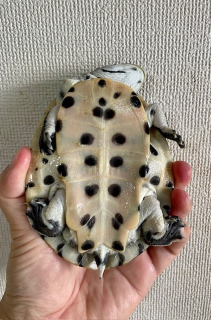 ヒラリーカエルガメ（甲長１２ｃｍ）