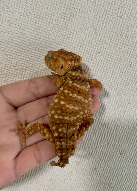 オニタマオヤモリ　ヤング　オス