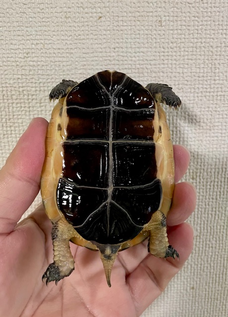 チュウゴクセマルハコガメ（甲長９ｃｍ）オス