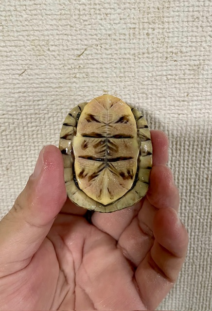 フロリダハコガメ（甲長５ｃｍ）