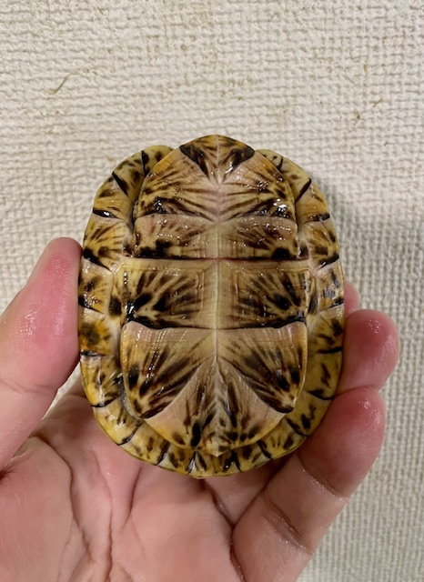 フロリダハコガメ（甲長８ｃｍ）tsdメス