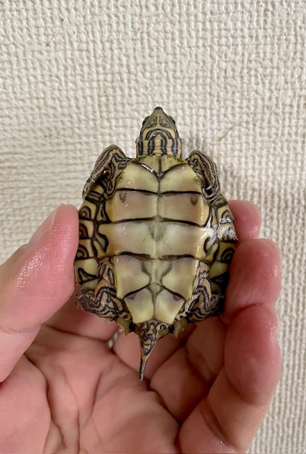 アラバマチズガメ（甲長５ｃｍ）