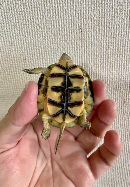 シェンシーハコガメ（甲長５ｃｍ）