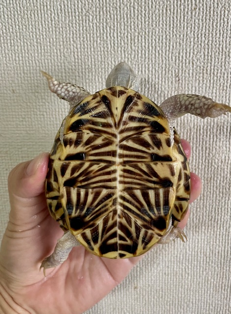 キタニシキハコガメ（甲長９．５ｃｍ）メス