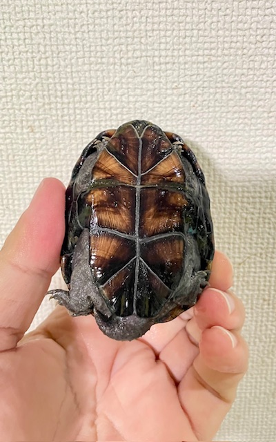 ミシシッピドロガメ（甲長７ｃｍ）オス