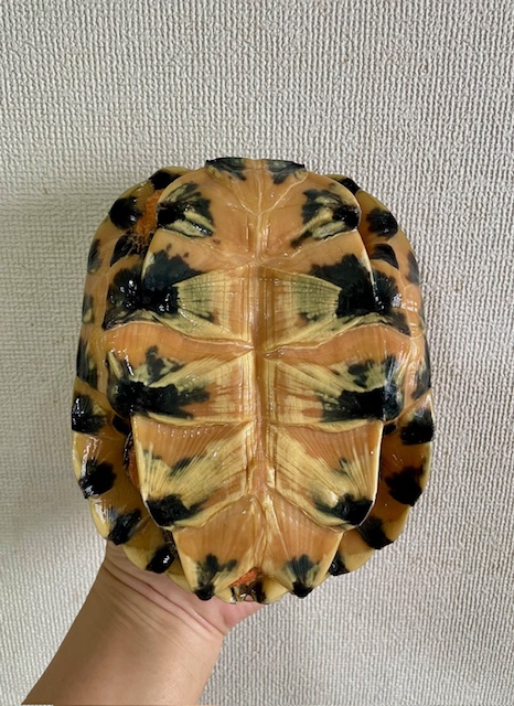 モリイシガメイエロー（甲長１８ｃｍ）メス