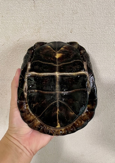 ブラックガルフコーストハコガメ（甲長１８ｃｍ）オス