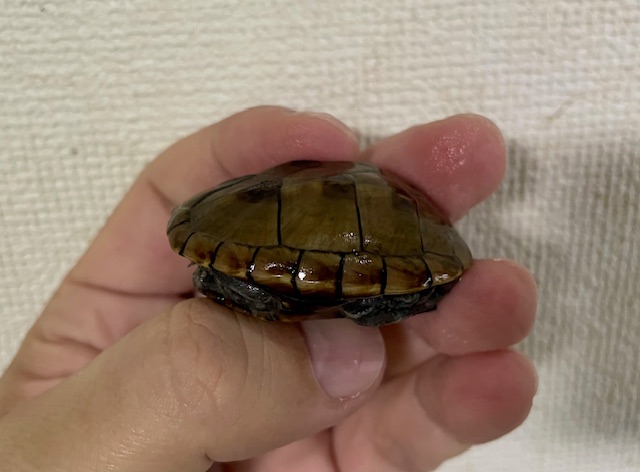 ミスジドロガメ（甲長４．５ｃｍ）