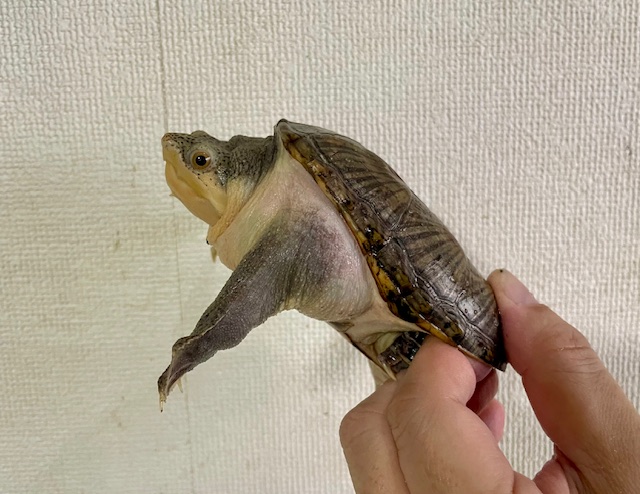 ハラガケガメ（甲長１１ｃｍ）メス　多甲個体