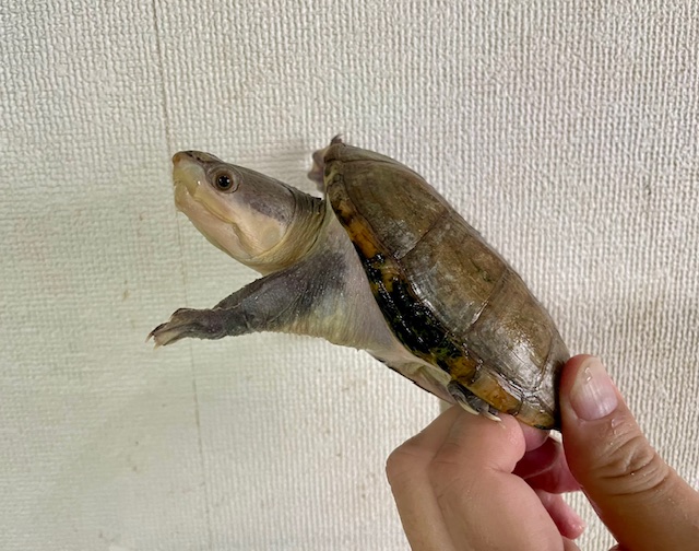 ハラガケガメ（甲長１１ｃｍ）メス