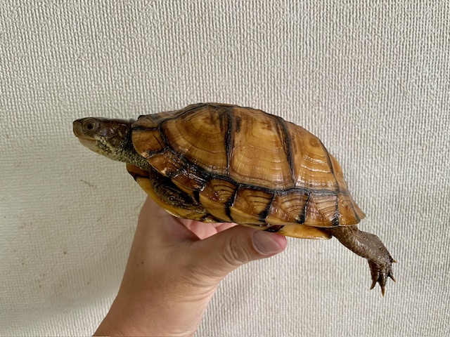 ガルフコーストハコガメ（甲長１４．５ｃｍ）メス