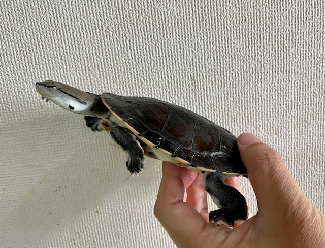 ヒラリーカエルガメ（甲長１２ｃｍ）