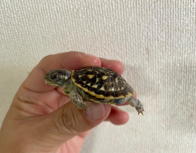 キタニシキハコガメ（甲長４ｃｍ）