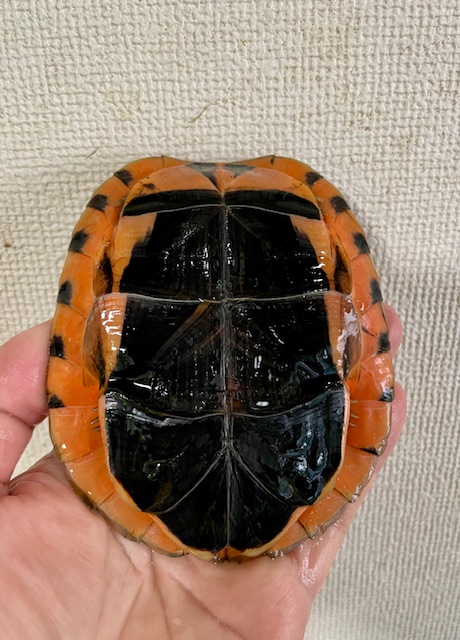 ベトナムミスジハコガメ（甲長１１ｃｍ）メス
