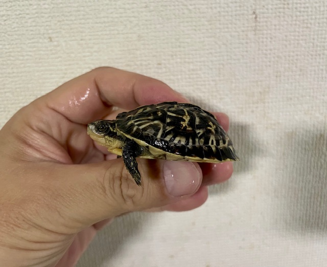 フロリダハコガメ（甲長５ｃｍ）