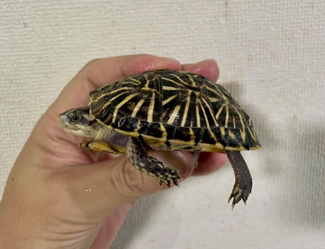 フロリダハコガメ（甲長８ｃｍ）tsdメス