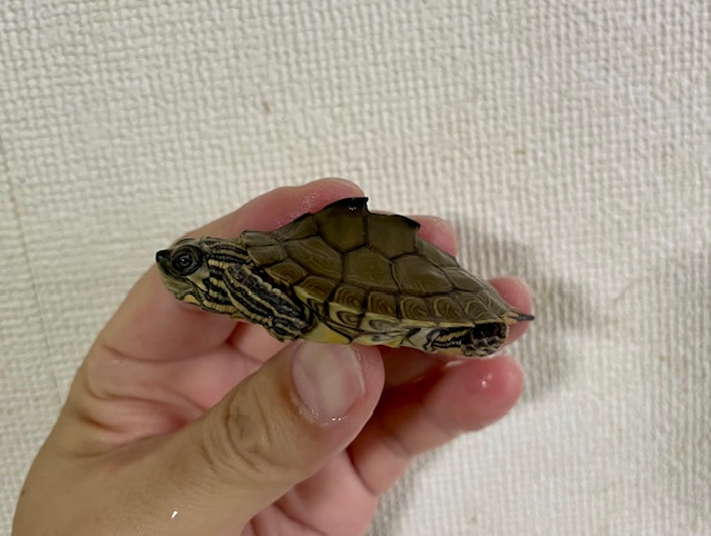 アラバマチズガメ（甲長５ｃｍ）