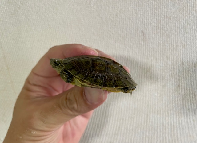 シェンシーハコガメ（甲長５ｃｍ）