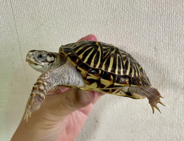 キタニシキハコガメ（甲長９．５ｃｍ）メス