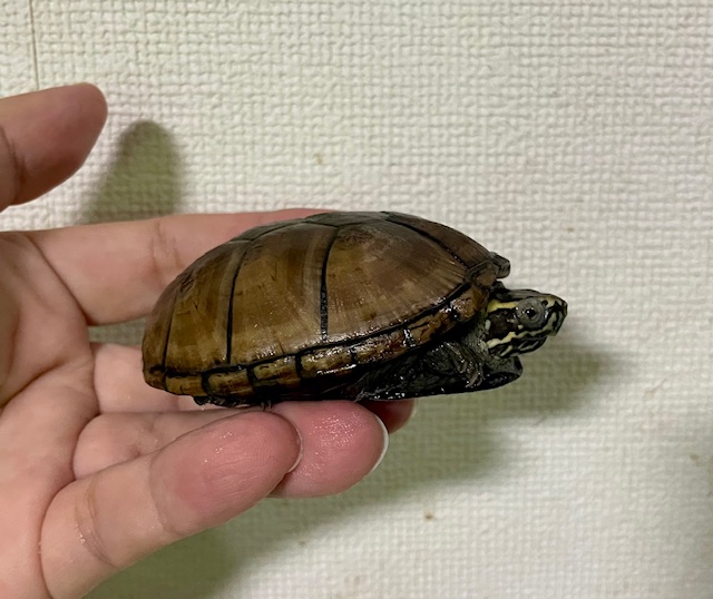 ミシシッピドロガメ（甲長７ｃｍ）オス