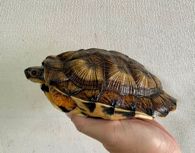 モリイシガメイエロー（甲長１８ｃｍ）メス