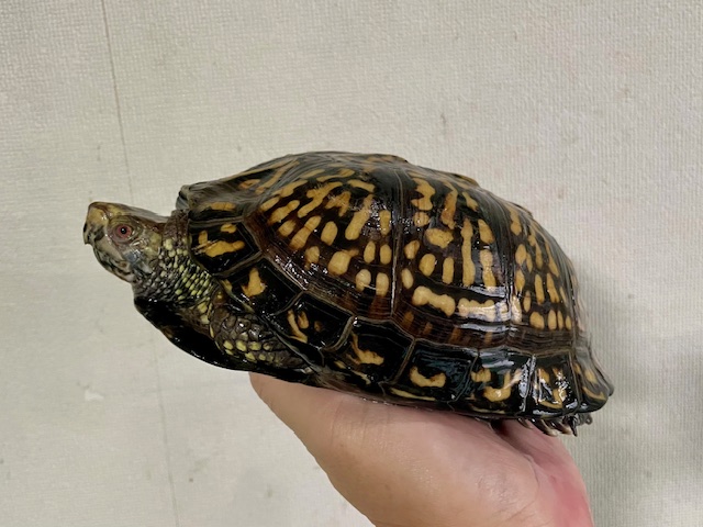 ブラックガルフコーストハコガメ（甲長１８ｃｍ）オス